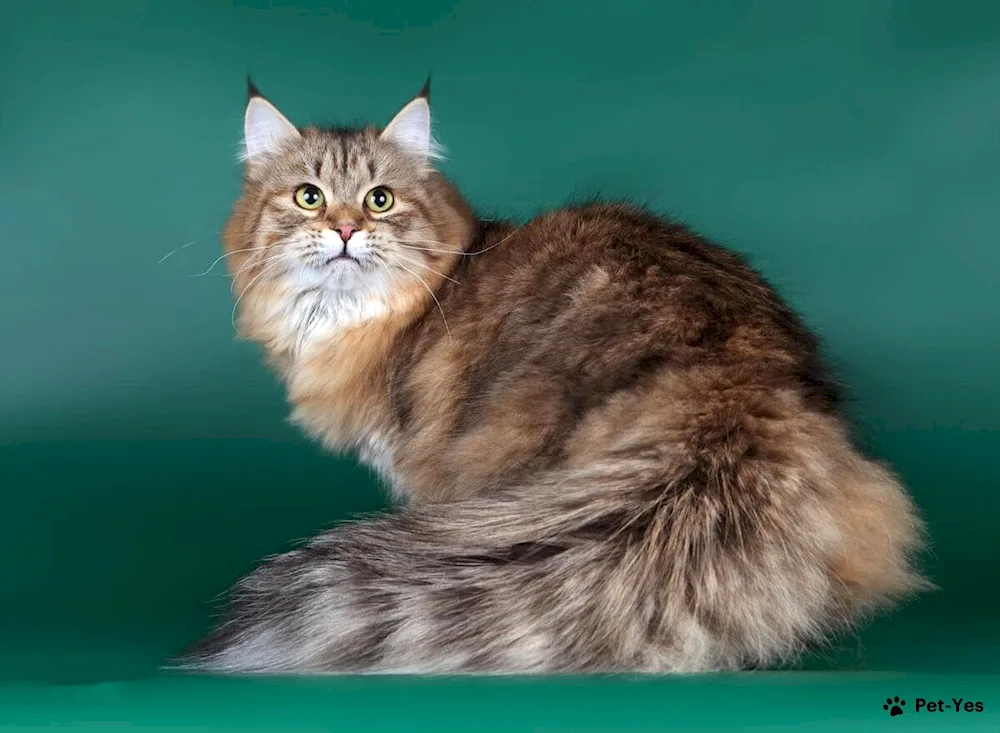 Siberian cat