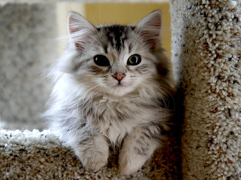 Siberian marble cat