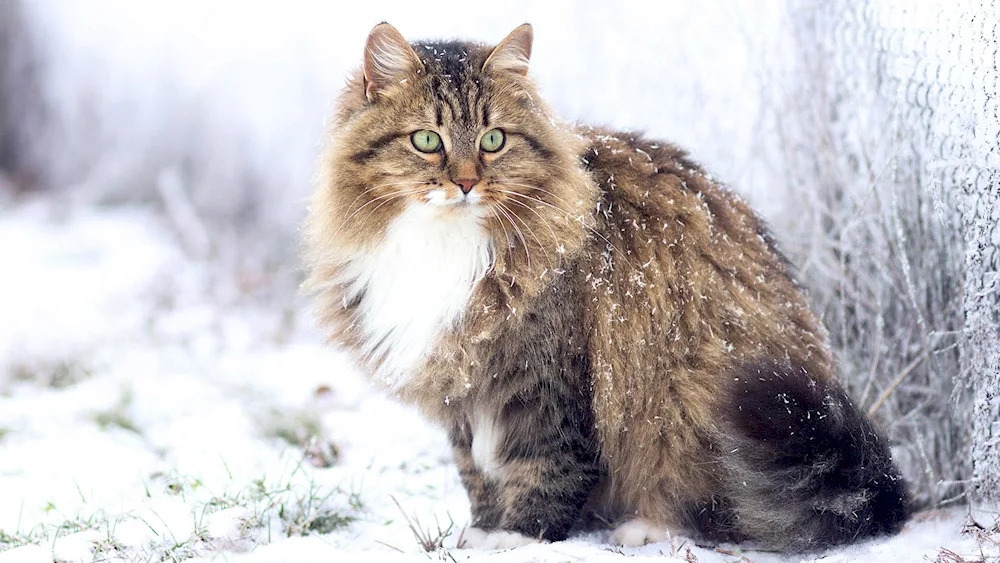 Siberian Agouti cat