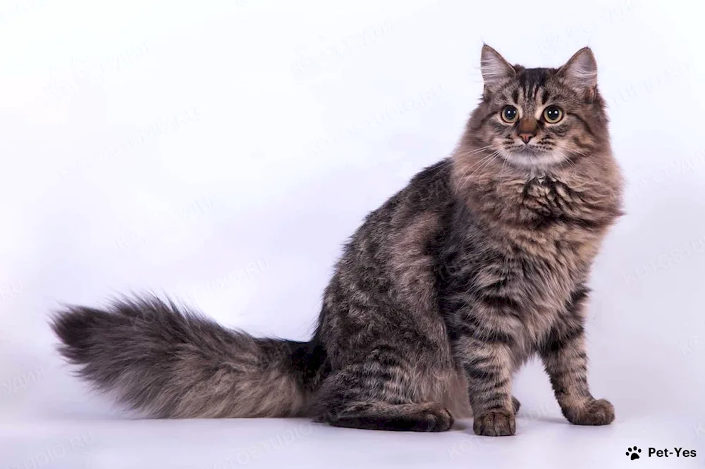 Siberian cat agouti