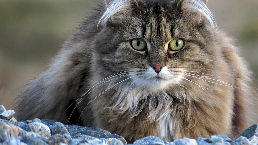 Siberian agouti cat