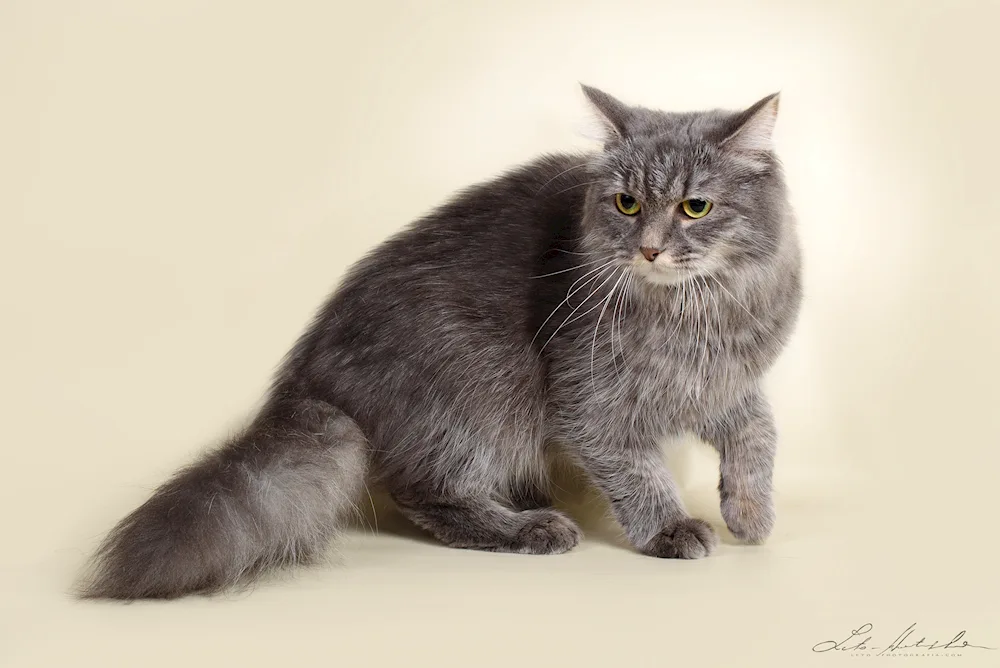 Siberian striped cat smooth-haired