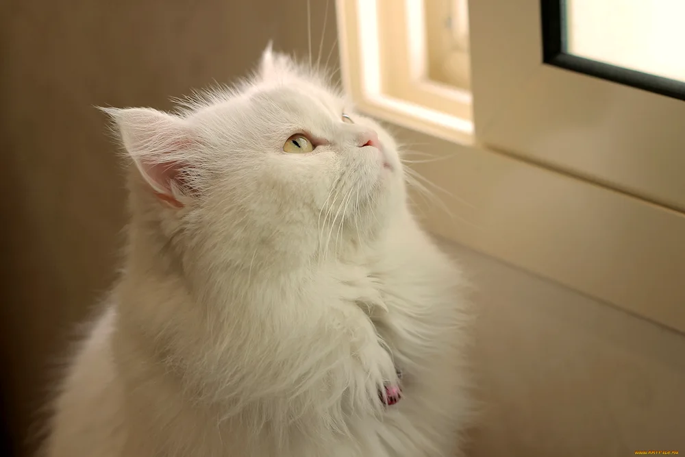 Persian chinchilla cat