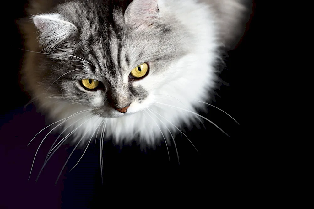 Black white fluffy cat