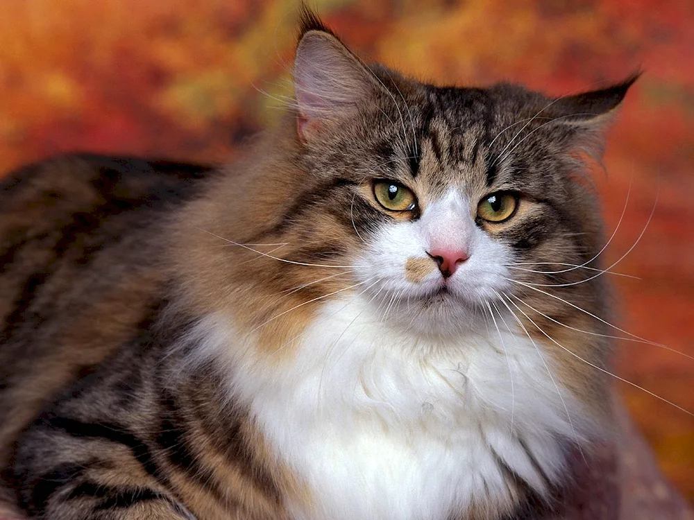 Siberian Bicolour Cat