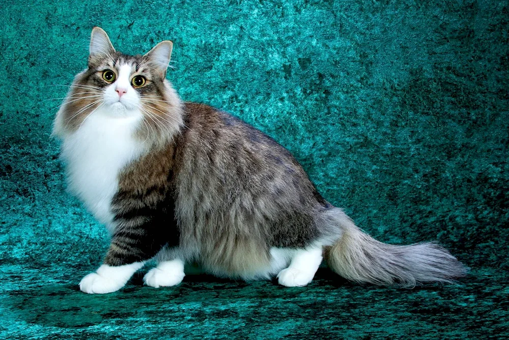 Siberian bicolour cat