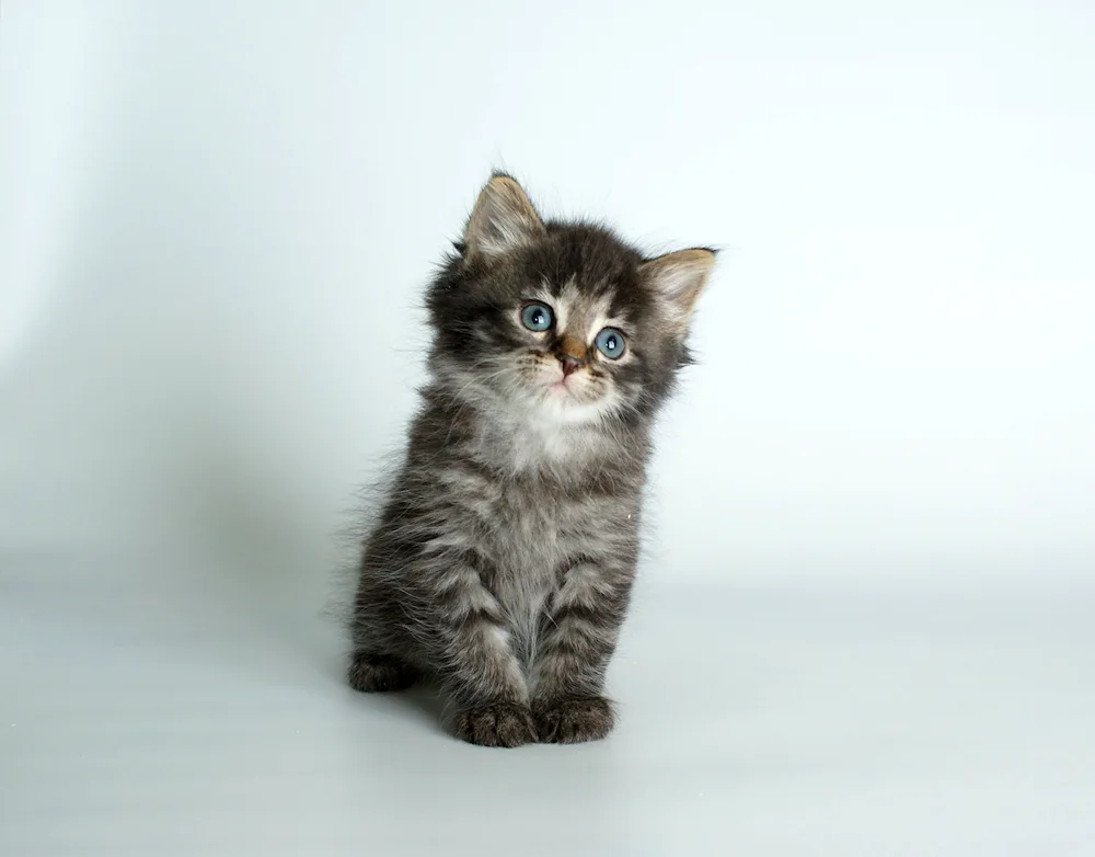 Siberian cat black tabby