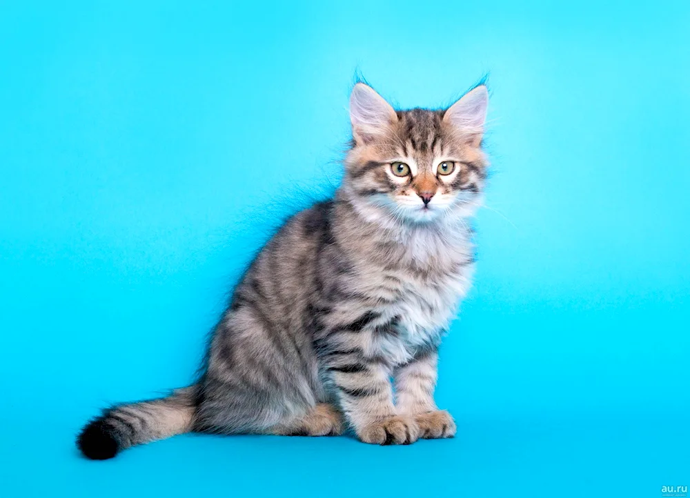 Siberian Maine cat Siberian coon red