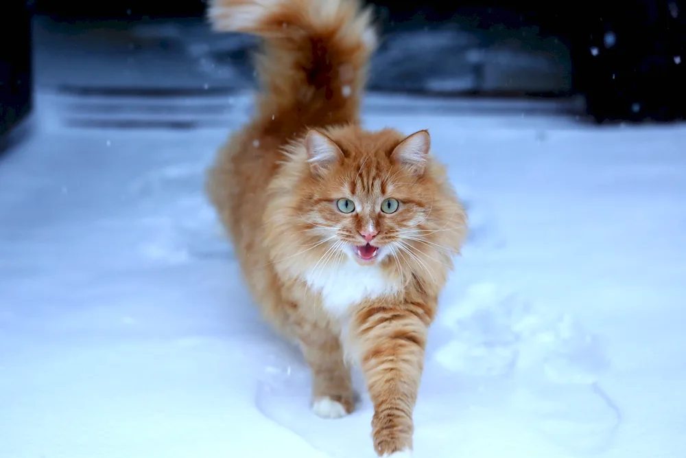 Maine Coon cat red