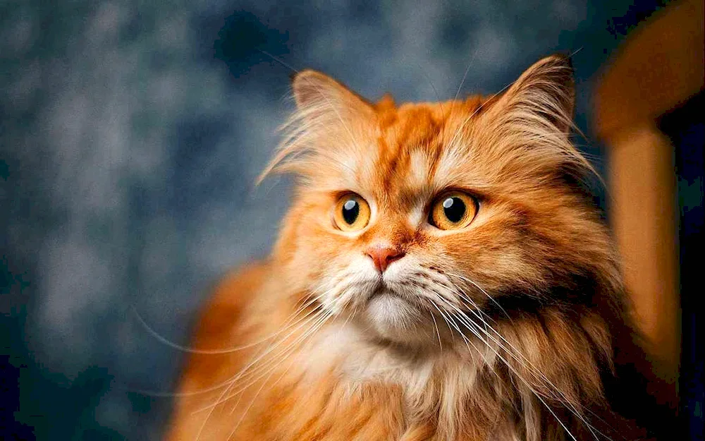 Siberian cat red long-haired