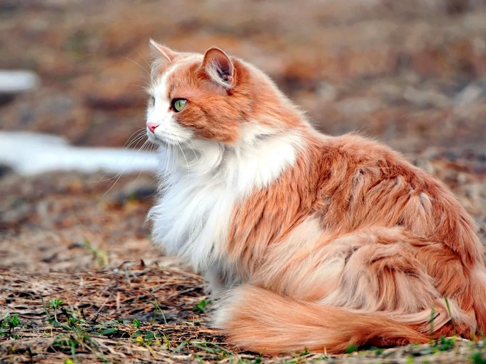 Siberian cat red long-haired