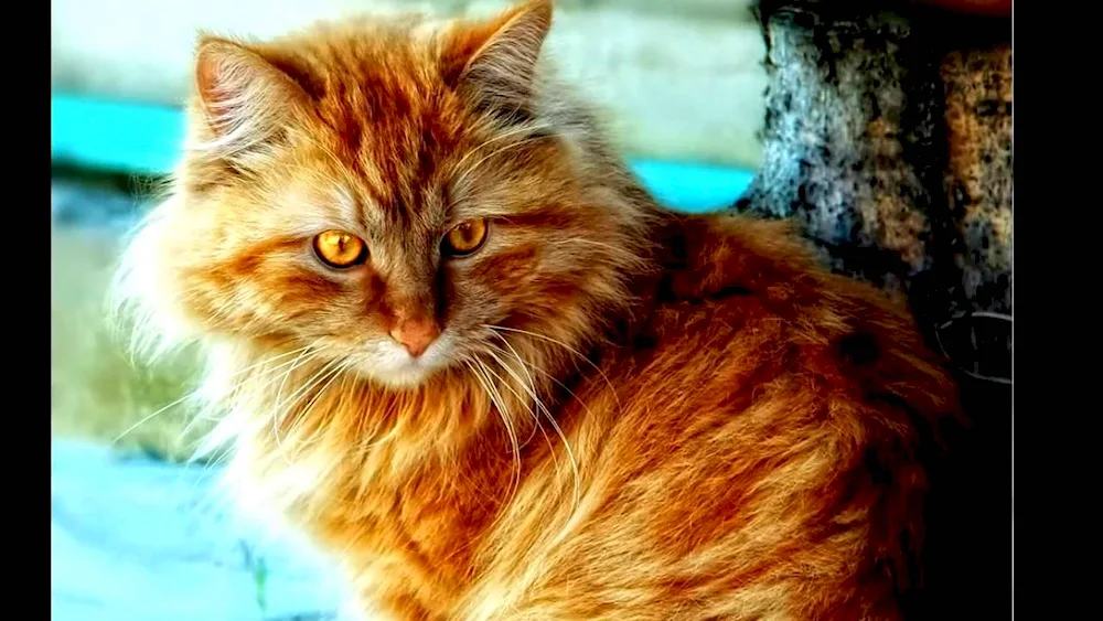 Siberian cat red longhair