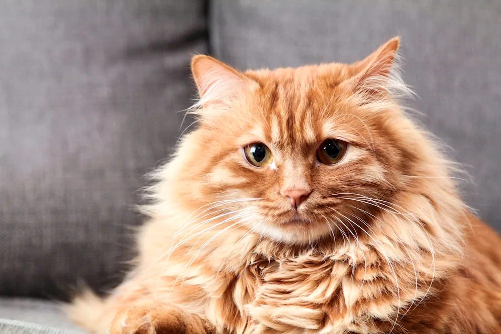 Siberian Maine Coon cat red