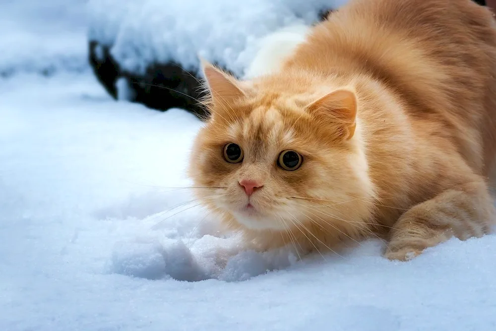 Cat in the snow