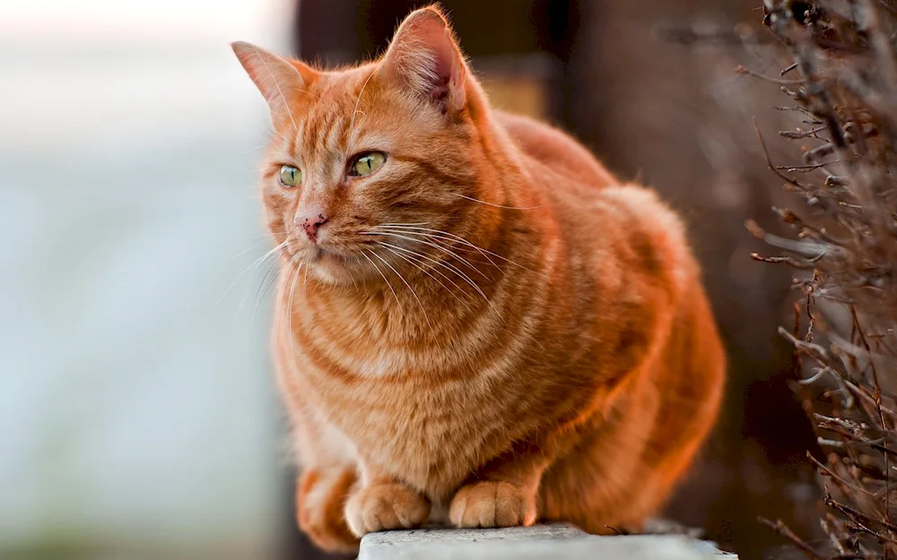 Siberian Red Shorthair cat red