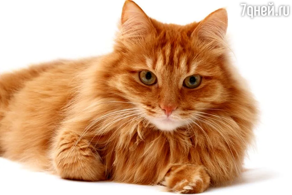 Siberian Pala cat red