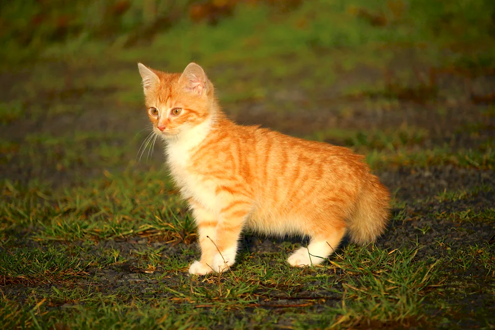 Siberian cat red shorthair