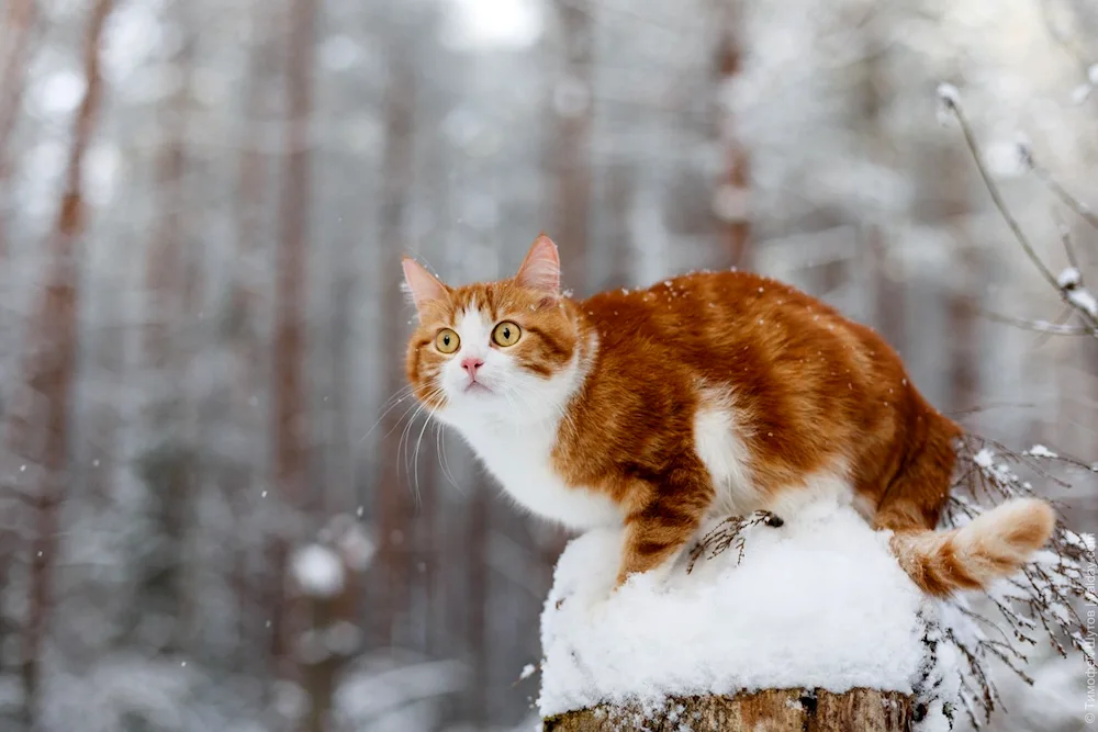 Cat in the snow