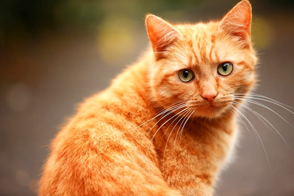 Siberian shorthair cat red short-haired cat red