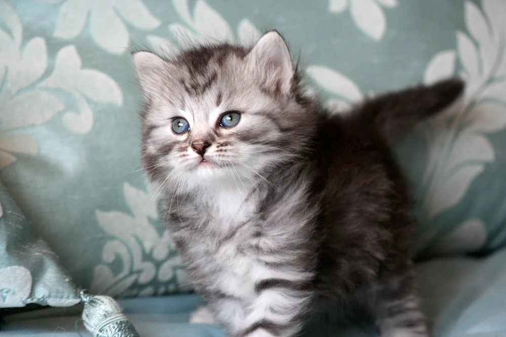 Siberian cat grey kitten