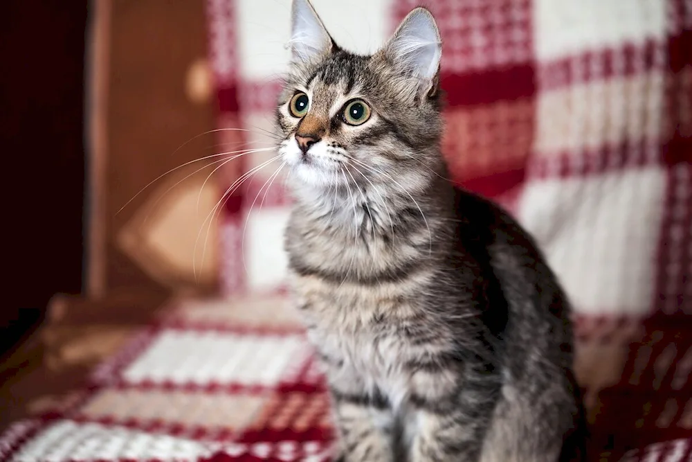 Long-haired tabby Siberian