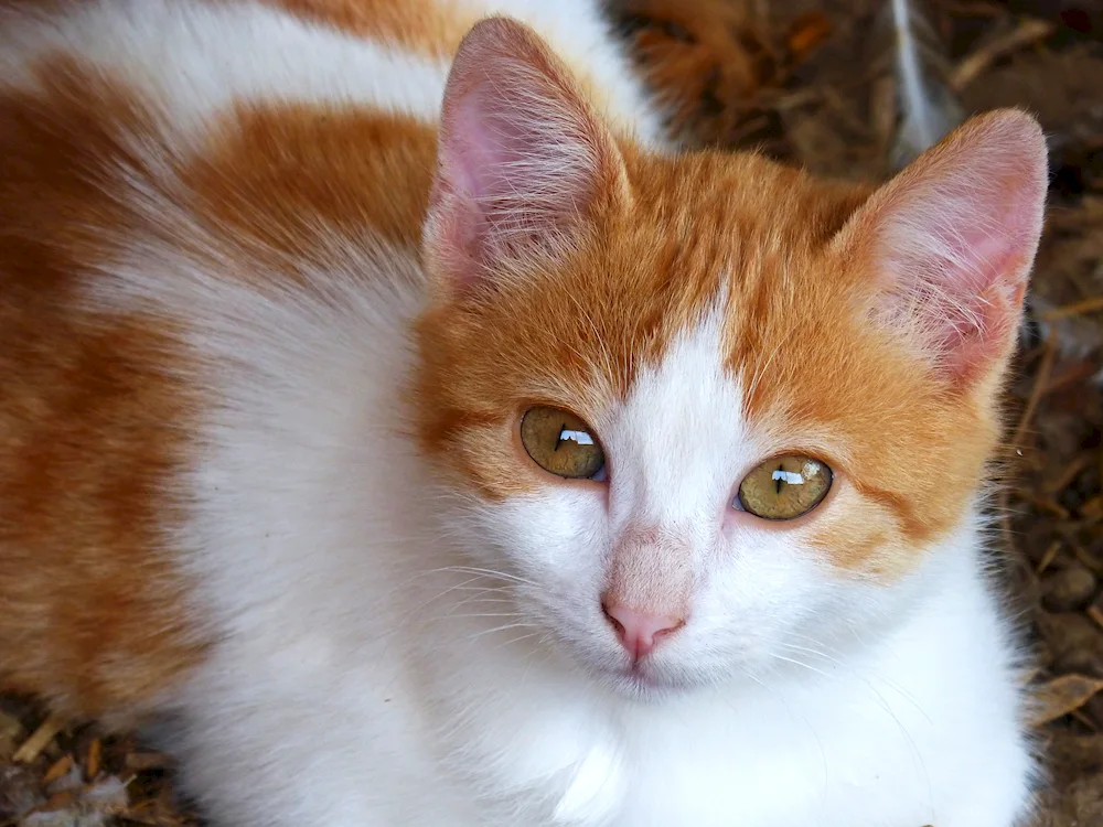 Siberian cat tricolour shorthair