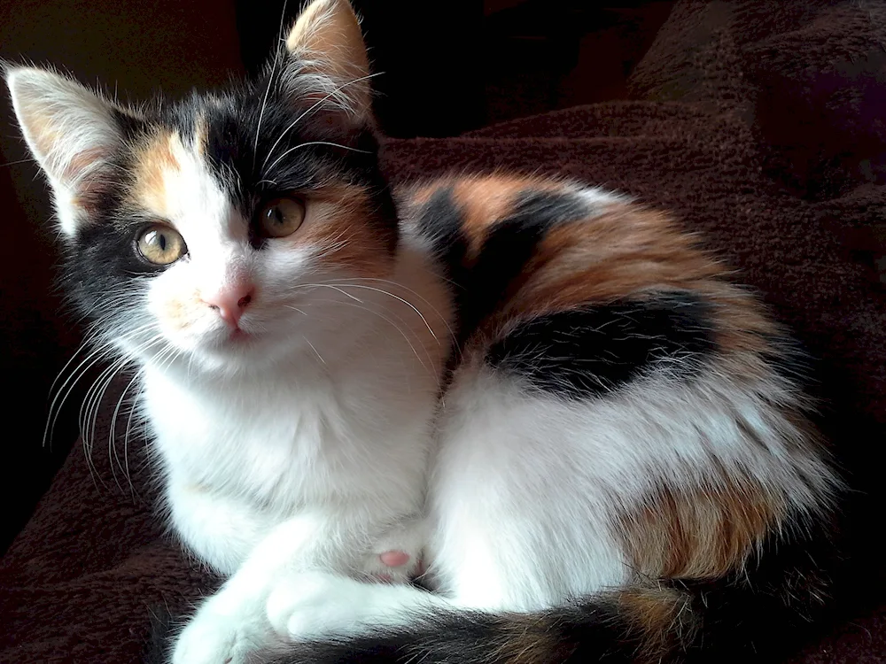 Calico breed