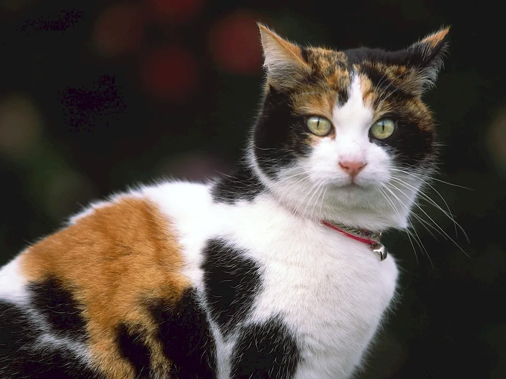 Siberian tricoloured shorthair cat