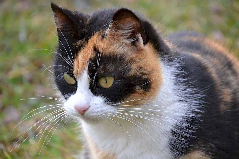 Siberian cat tricolour tortoiseshell cat