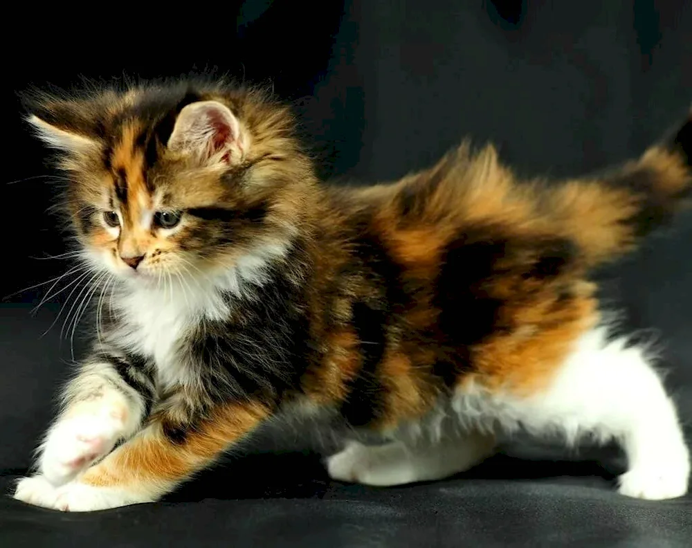 Siberian bicolor shorthair cat