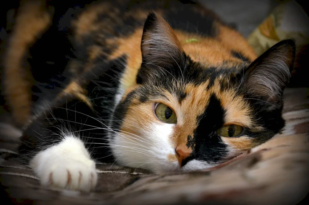 Siberian tricolour cat shorthaired