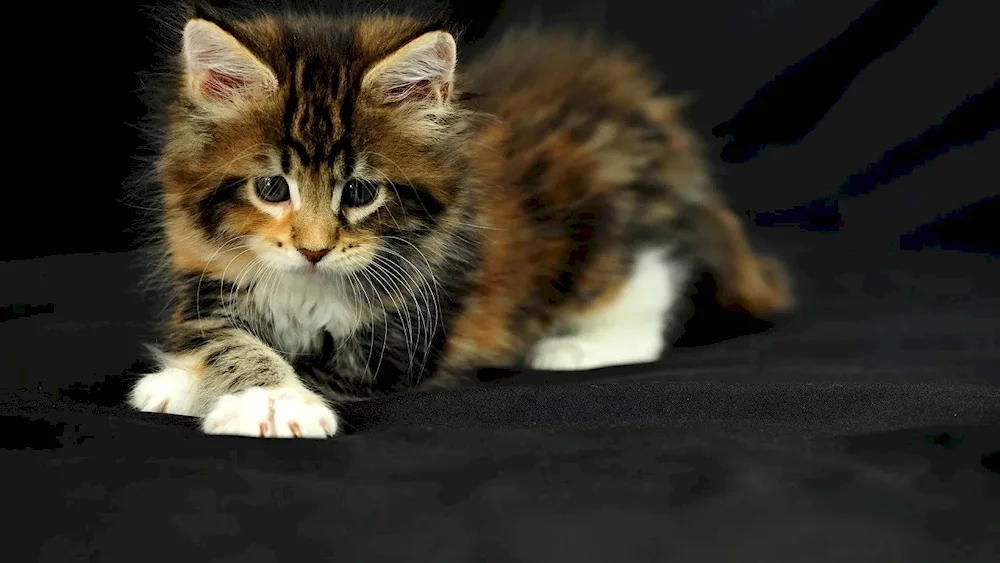 Tri-coloured kitten cat