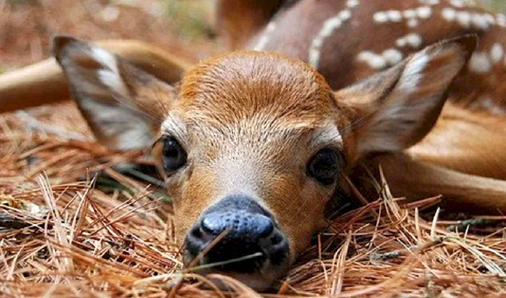 Manchurian spotted deer