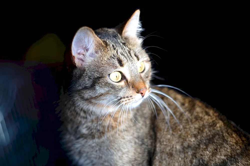 Siberian Pied Piper cat