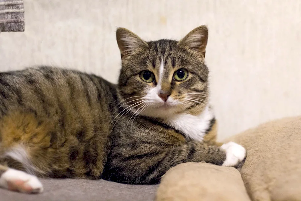 Siberian Pied Piper cat