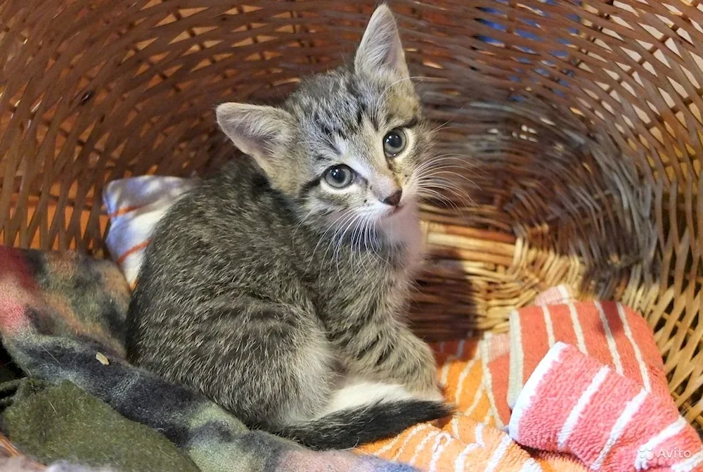 Siberian Pied Piper cat