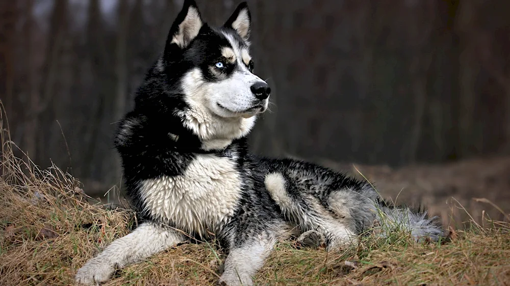 East Siberian husky black