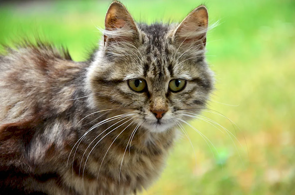 European shorthair cat tabby