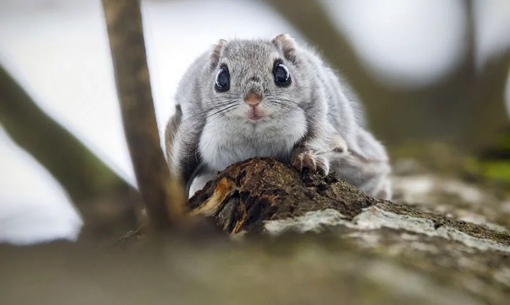 Siberian flying squirrels flying squirrel