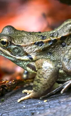 Siberian frog Rana amurensis