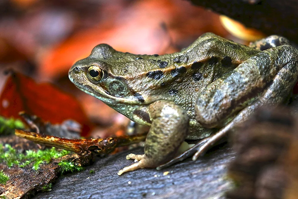 Siberian frog Rana amurensis