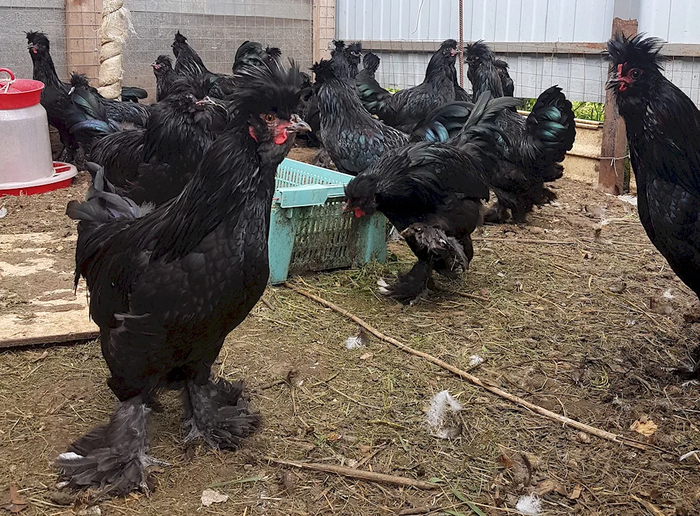 Black Chinese chicken Wuheyilui