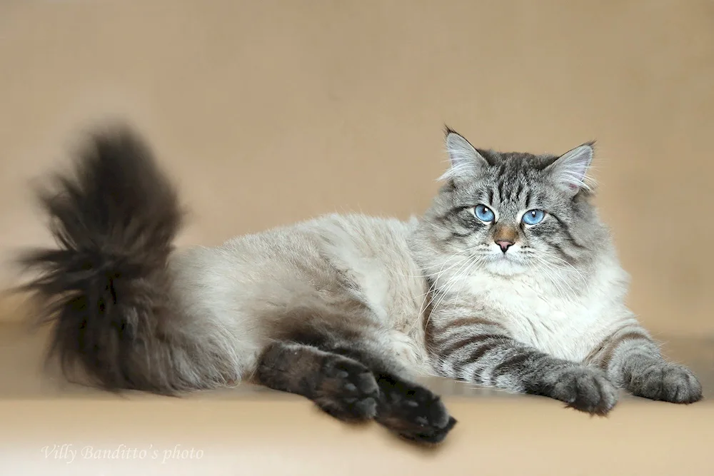 Siberian Nevsky masquerade cat