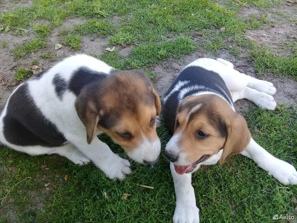 Siberian hound puppies