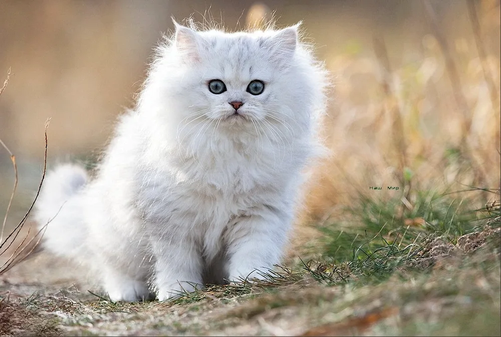 Siberian Persian chinchilla cat