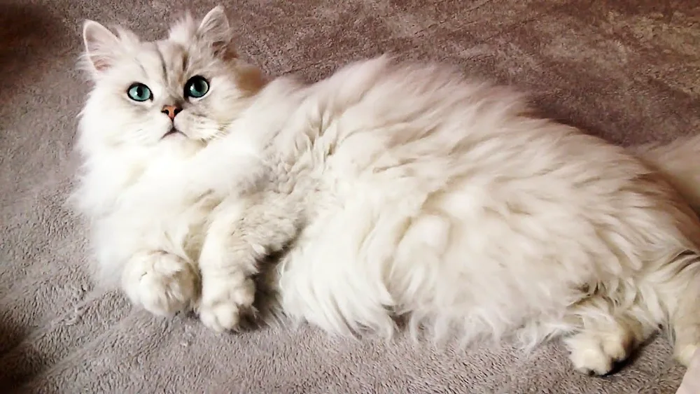 Siberian Persian Persian chinchilla cat