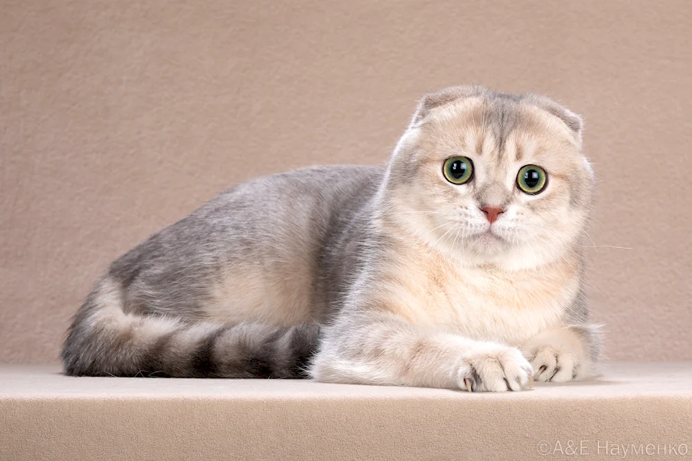 Scottish lop chinchilla cat