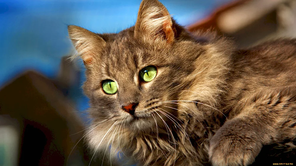 Siberian green-eyed cat