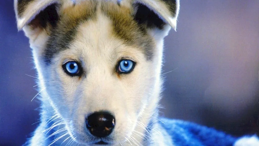 Siberian husky blue-eyed