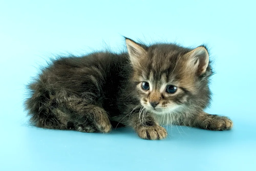 Siberian kittens